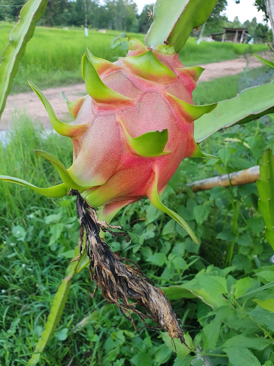 Dragefrukt Blomst Connaissez Vous La Plante Qui Donne Le Fruit Du