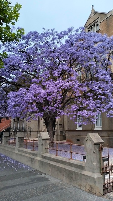 Free Church Adelaide photo and picture
