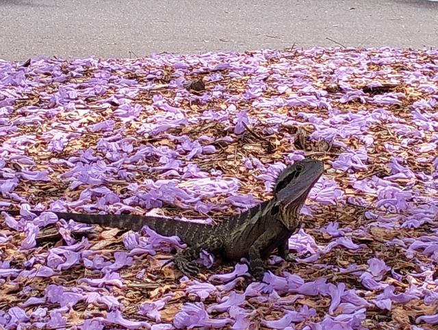 Lilla, Firben, Jacaranda