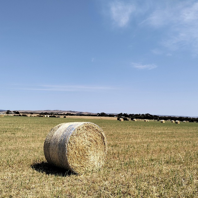 Free Lawn Nature photo and picture
