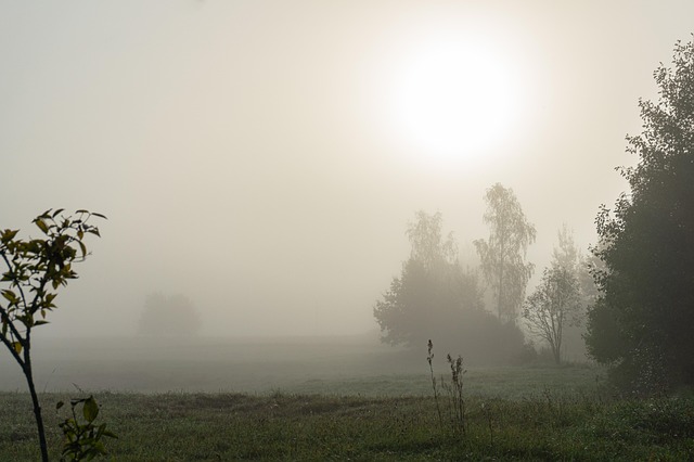 Ráno, Hmlisto, Stromy, Krajina, Príroda