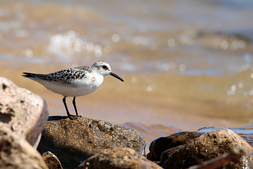Sandpiper, Fugl, Dyr, Fjer, Fjerdragt