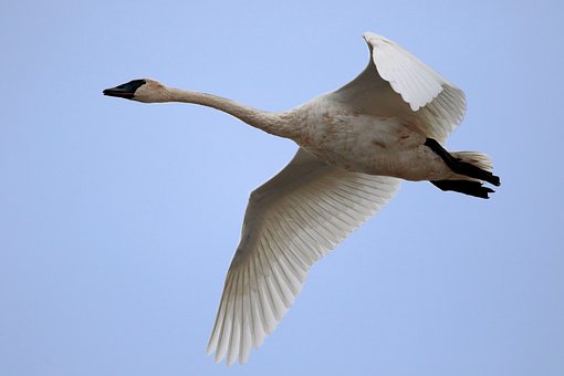 Tundra Svane, Svane, Fugl, Natur