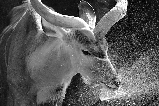 Kudu, Antilope, Natur, Zoo, Pattedyr
