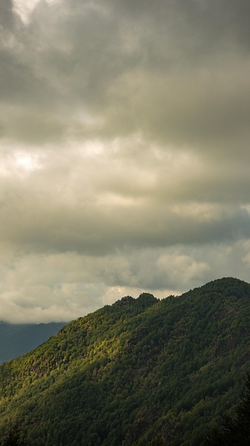 Vedere, Natură, Pădure, Copaci, Cer
