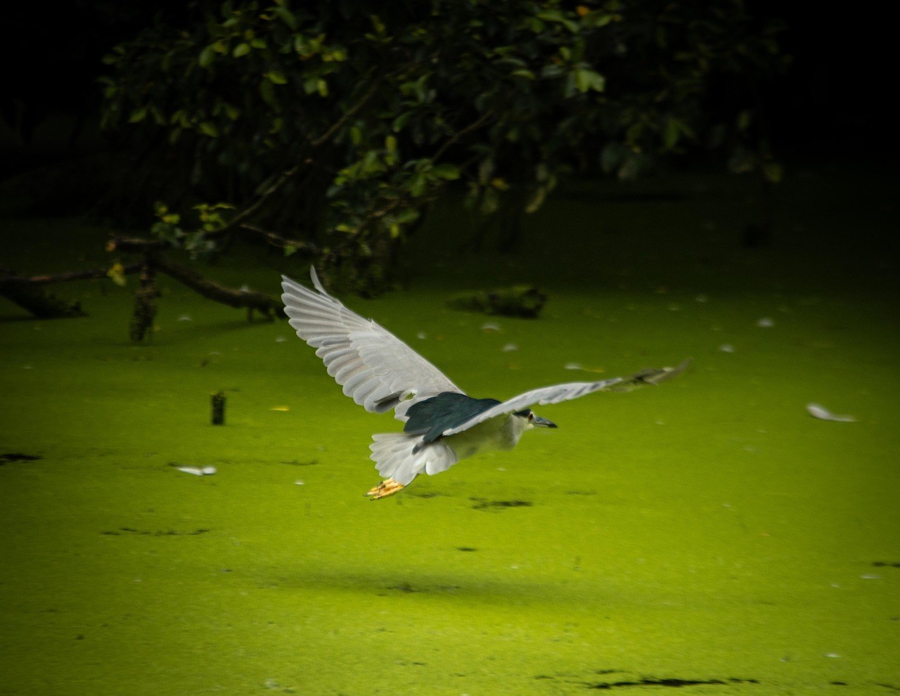 Pájaro Naturaleza Animal Fauna - Foto gratis en Pixabay
