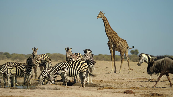 Free Africa Giraffe illustration and picture