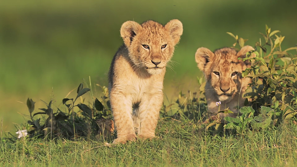 Free Lions Lion Cubs illustration and picture