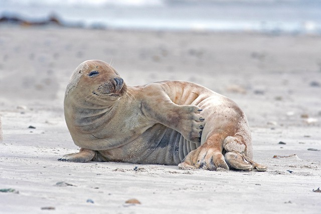 Free Seal Gray Seal photo and picture