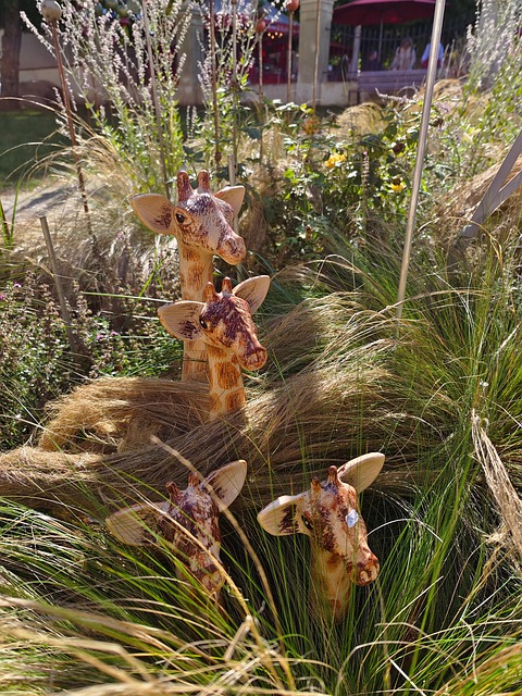 Free Giraffes Animals photo and picture