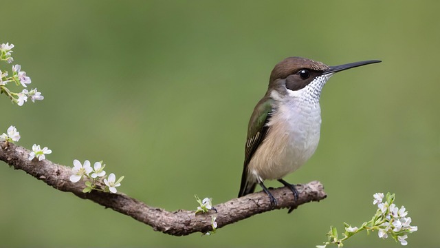 Ai Generiert, Kolibri, Vogel, Tier