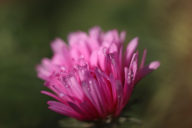 Flor, Naturaleza, Bloom, Planta