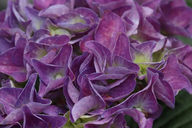 Free Hydrangeas Nature photo and picture