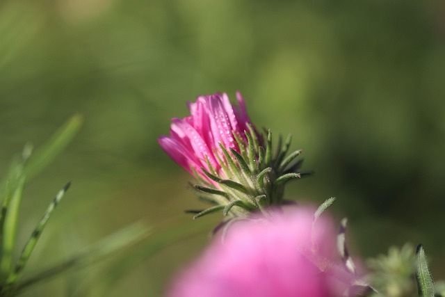 Free Nature Bloom photo and picture