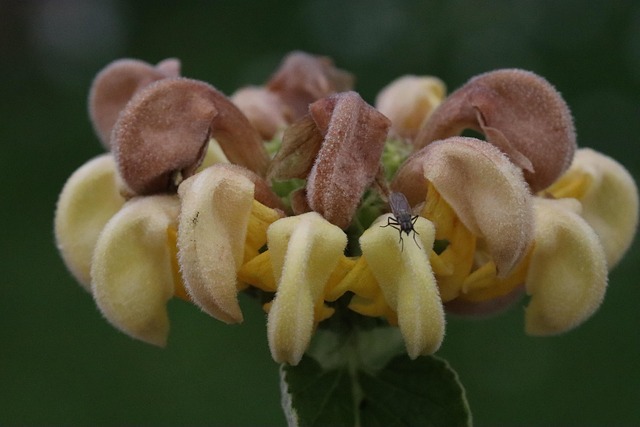 Free Plant Nature photo and picture