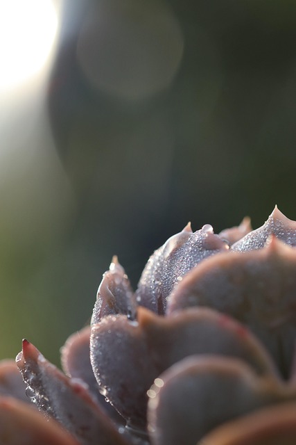 Free Succulent Nature photo and picture