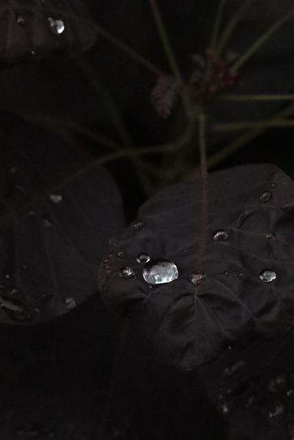 Free Waterdrop Water photo and picture