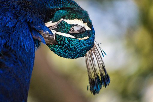 Pavão, Azul, Pássaro, Bico, Pentear