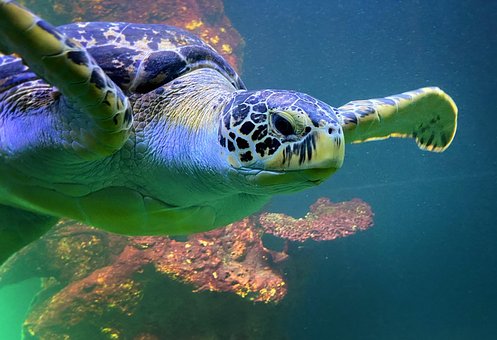 Free Turtle Marine photo and picture