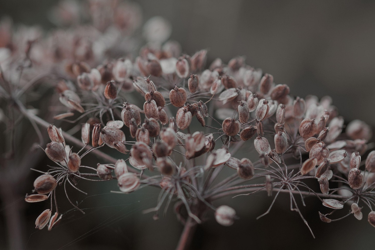 Samen Blumen Outdoors - Free photo on Pixabay