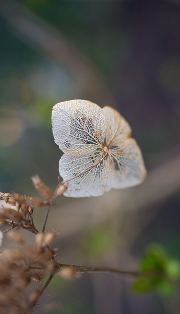 Free Hortensia Hydrangea photo and picture