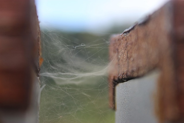 Koncept, Netværk, Web, Natur, Detalje