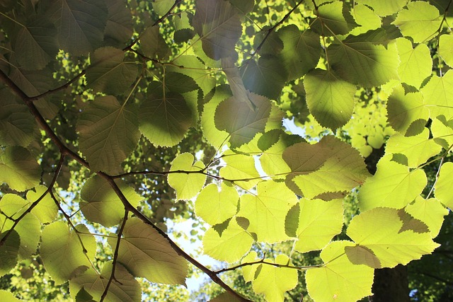 Blad, Lys, Natur, Lysstyrke, Sol, Træ