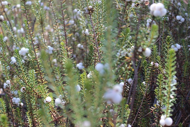 Bær, Buske, Natur, Flora, Blomstre
