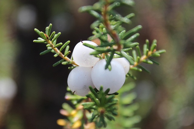 Camarinhas, Busk, Flora, Natur, Blomstre