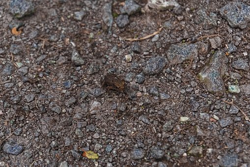 Free Frog Animal photo and picture