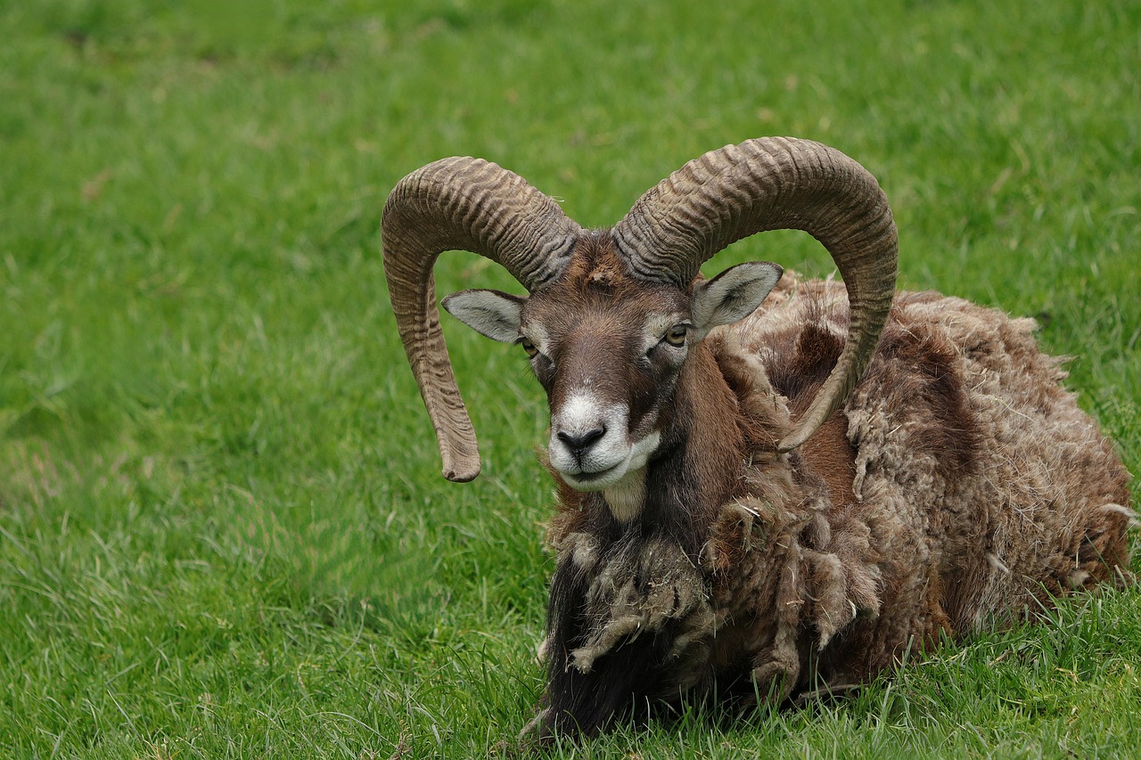 ibex-9072090_1280.jpg