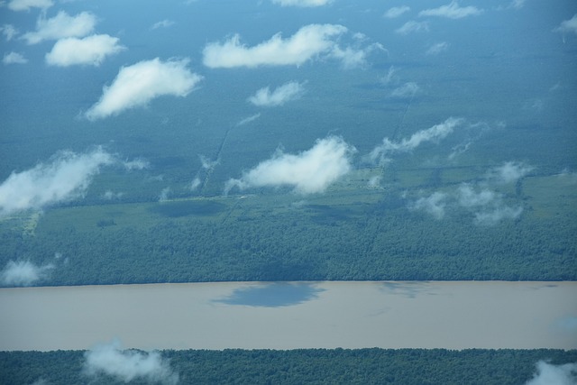 Surinam, River, Floresta, Bosque