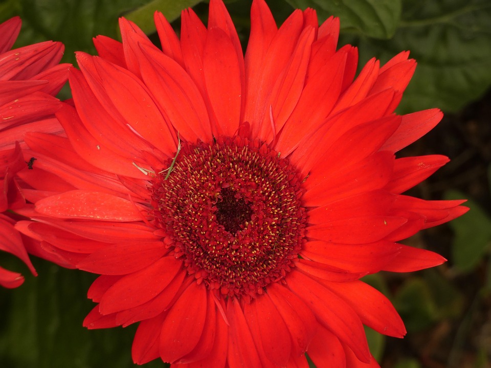Red Flower Bloom - Free photo on Pixabay