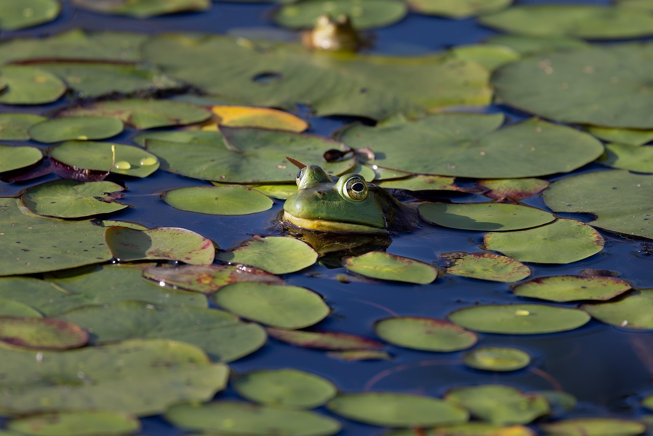Têtard grenouille rousse (Rana temporaria) dans un bois extérieure