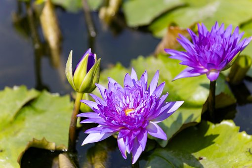 Åkande, Dam, Blomst, Blomstre