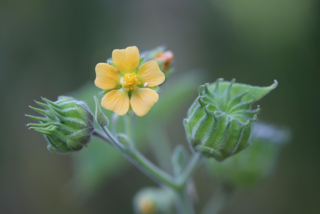 300000 多张免费的“杨花”和“自然”照片 - Pixabay