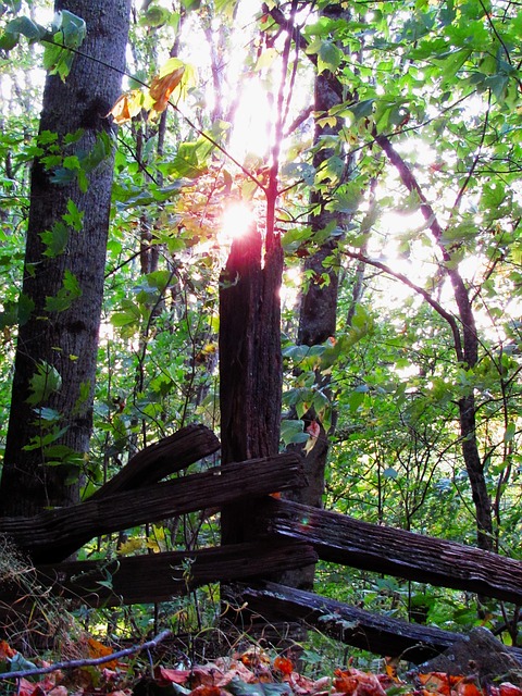 Free Fence Post photo and picture