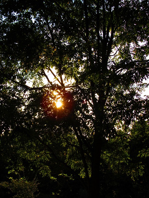 Free Tree Sun photo and picture