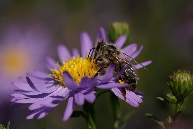 Bee Insect Aster - Free photo on Pixabay