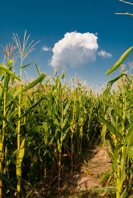 Free Corn Cob photo and picture