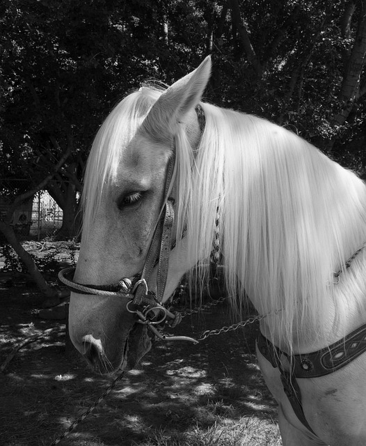 Free Horse Animal photo and picture