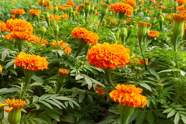 Free Flowers Nature photo and picture