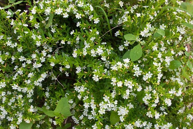 Free Flowers Nature photo and picture