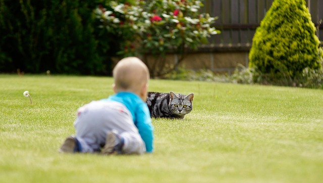 cat, child, game, pet, nature, kitten, animal, lawn, grass, feline, outdoors, playing