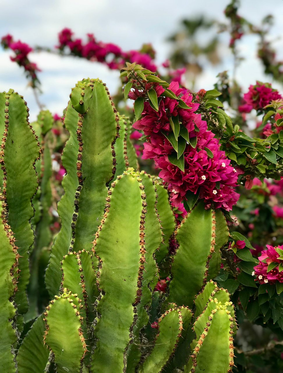DECOALIVE Cactus De Navidad Natural Con Flores De Colores – Planta Resistente, Altura 20 Cm, Maceta De 9 Cm De Diámetro