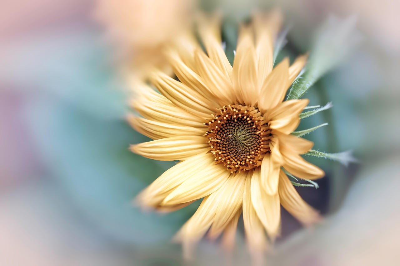 花 装饰向日葵 植物 - Pixabay上的免费照片