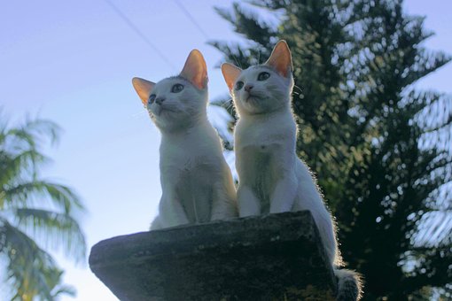Runjun, Simpi, Cuities, Sød, Kat