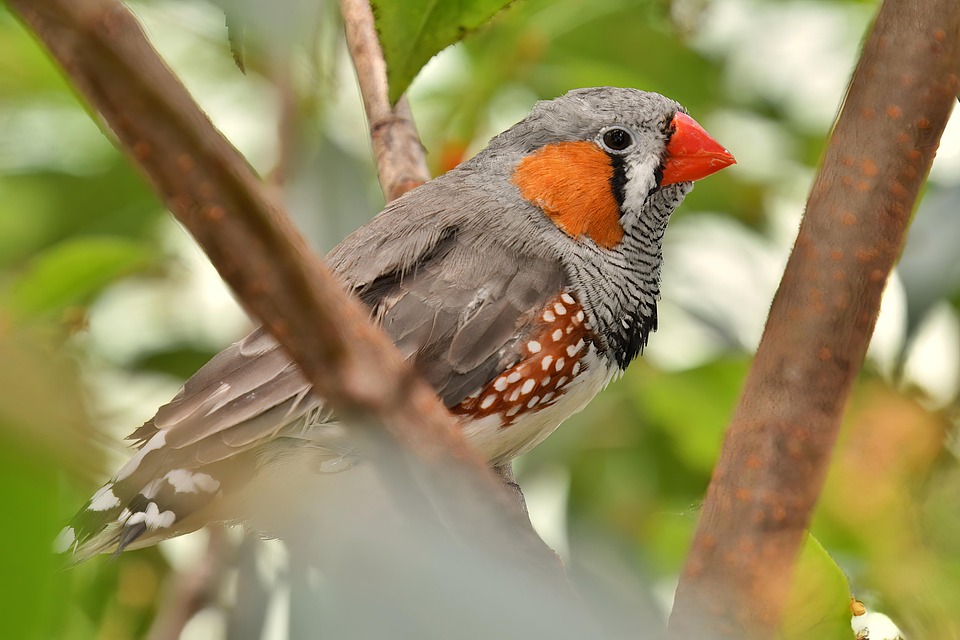 Bird Finch Zebra - Free photo on Pixabay
