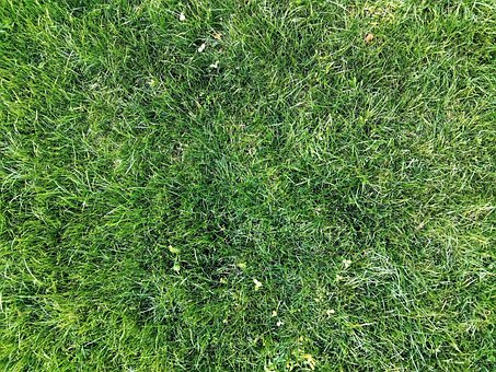 Gras, Gras Textur, Rasenplatz, Natur