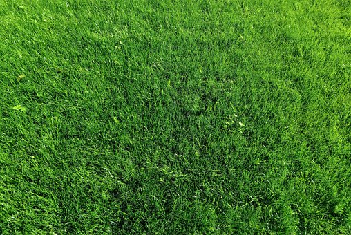 Gras, Gras Textur, Rasenplatz, Natur